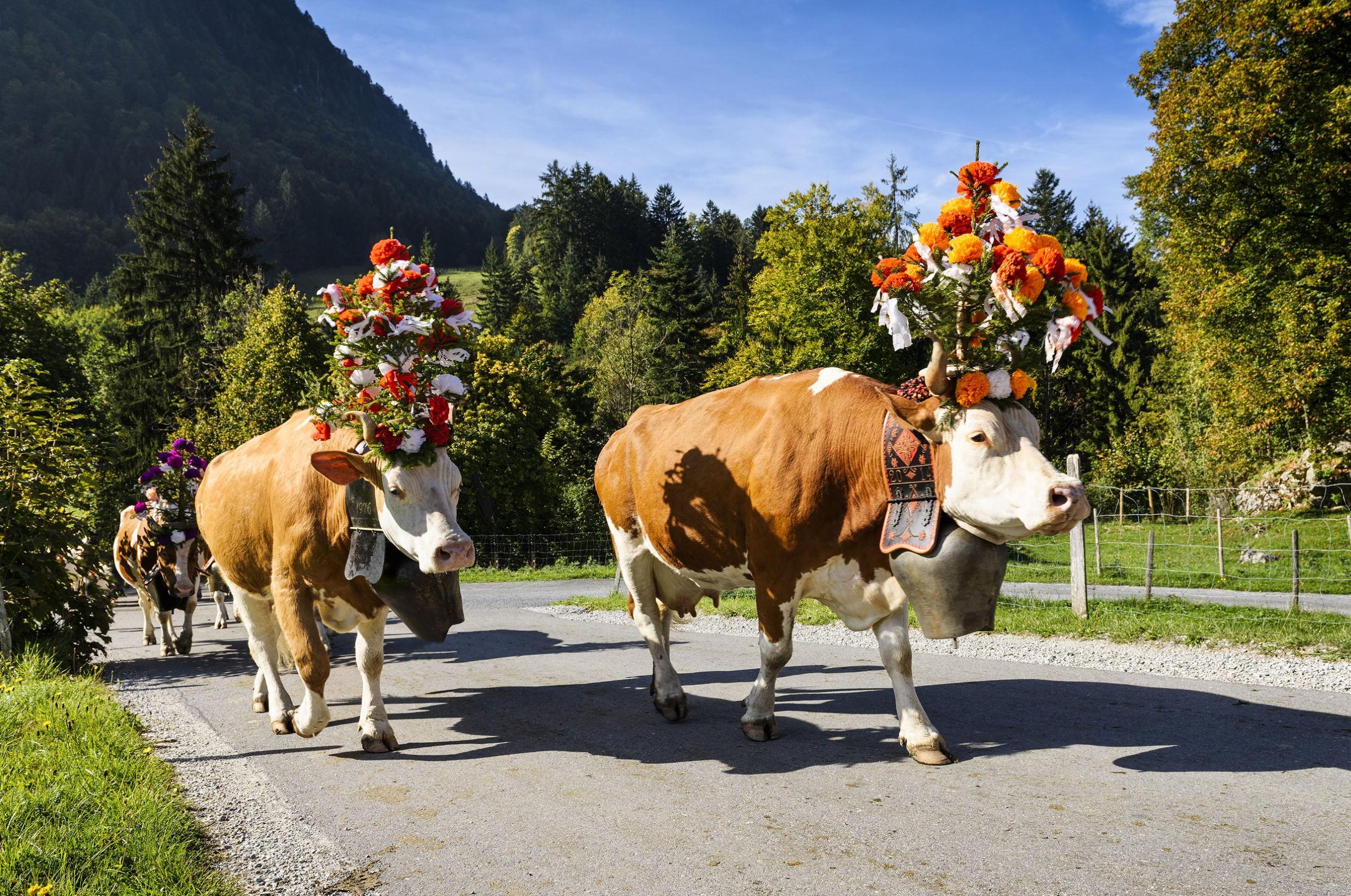 Plum's Cheese Journey | Savoie France & Switzerland