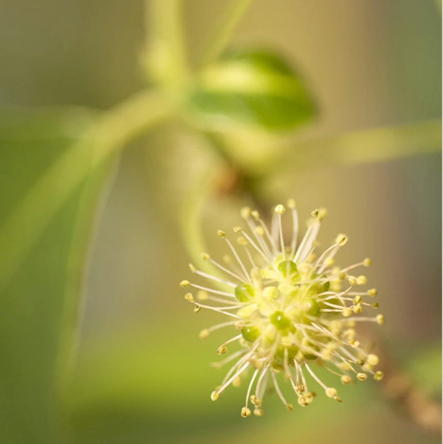 Tupelo Honey