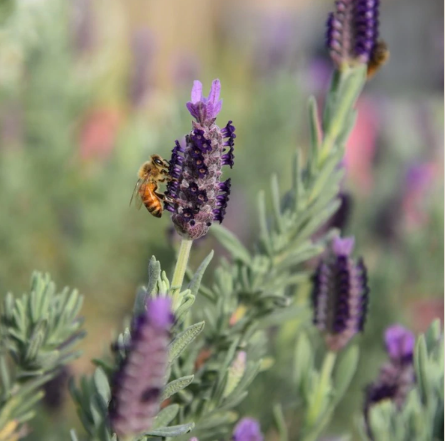 Lavender Honey